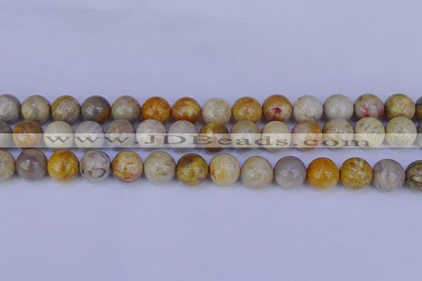 CFC204 15.5 inches 12mm round fossil coral beads wholesale