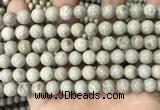 CFC331 15.5 inches 8mm round fossil coral beads wholesale