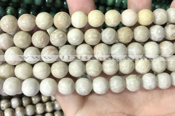 CFC335 15.5 inches 10mm round fossil coral beads wholesale