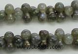 CLB630 15.5 inches 4*9mm bone AB-color labradorite beads