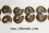 CMM10 15.5 inches 30*40mm - 35*45mm carved ammonite gemstone beads